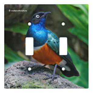 A Stunning African Superb Starling Songbird Light Switch Cover