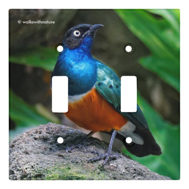 A Stunning African Superb Starling Songbird Light Switch Cover (Front)