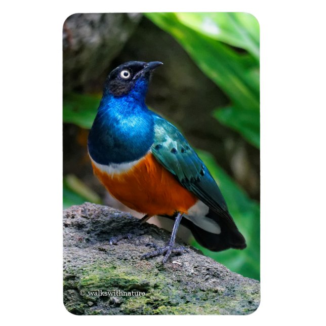 A Stunning African Superb Starling Songbird Magnet (Vertical)