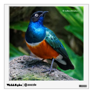 A Stunning African Superb Starling Wall Decal