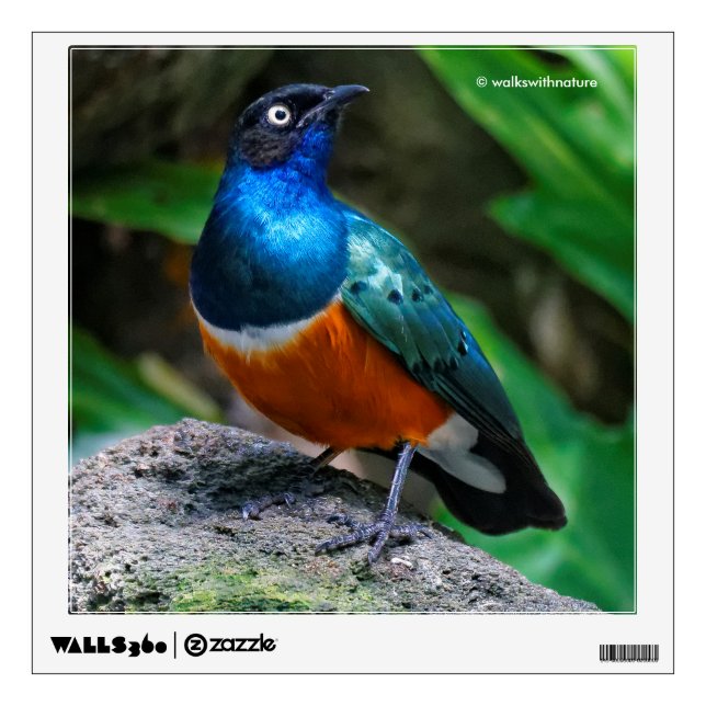 A Stunning African Superb Starling Wall Decal (Front)