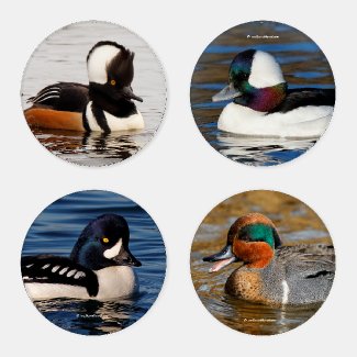 A Stunning Quartet of Colorful Ducks (I) Acrylic Coaster Set