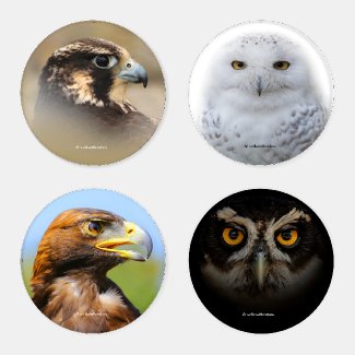 A Stunning Quartet of Eagle, Falcon, and Owls