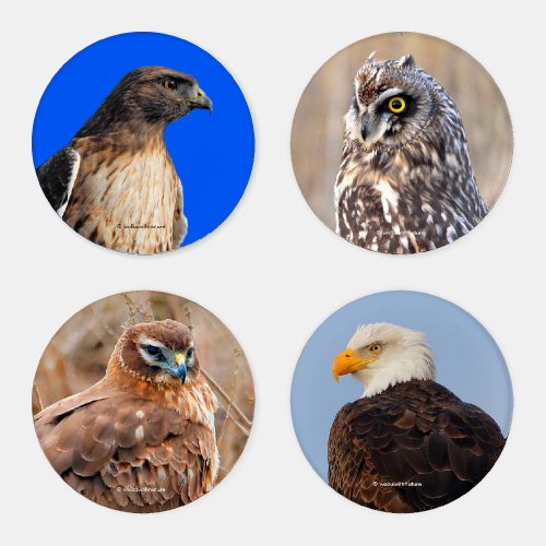 A Stunning Quartet of Eagle Owl  Hawks Coaster Set