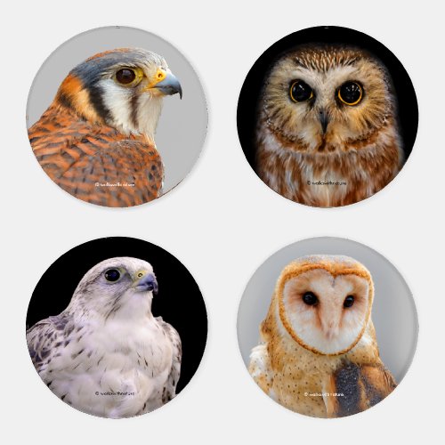 A Stunning Quartet of Falcons and Owls Coaster Set