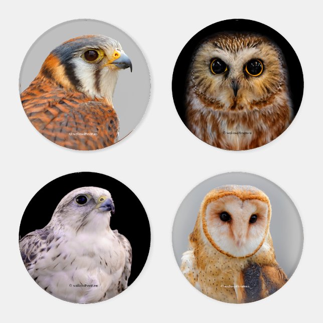 A Stunning Quartet of Falcons and Owls Coaster Set (Set)
