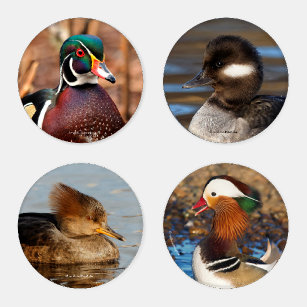 A Stunning Quartet of Male & Female Ducks Coaster Set