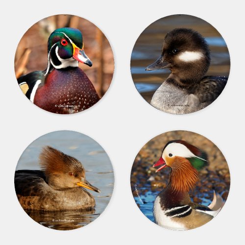 A Stunning Quartet of Male  Female Ducks Coaster Set