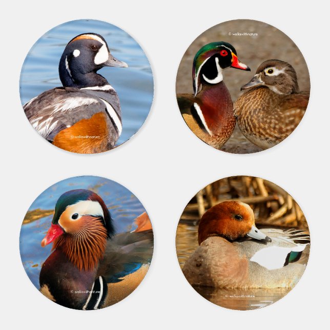 A Stunning Quintet of Colorful Ducks (I) Coaster Set (Set)