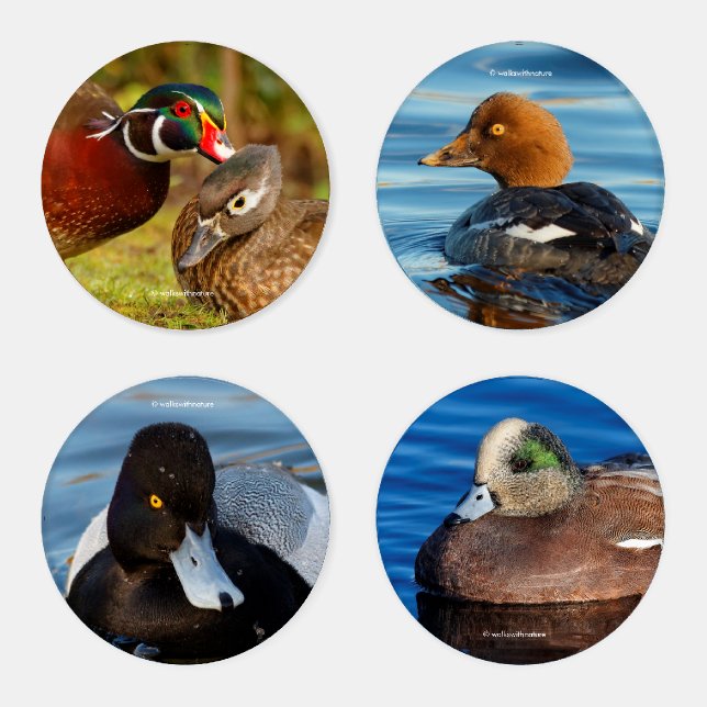A Stunning Quintet of Colorful Ducks (II) Coaster Set (Set)
