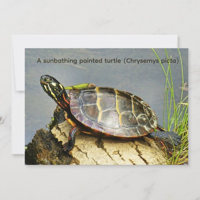 A sunbathing painted turtle (Front)