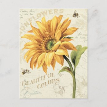 A Sunflower In Full Bloom Postcard by wildapple at Zazzle
