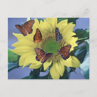 A Sunflower with Several Butterflies Postcard