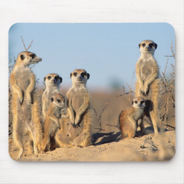 A Suricate family sunning themselves at their den Mouse Pad (Front)