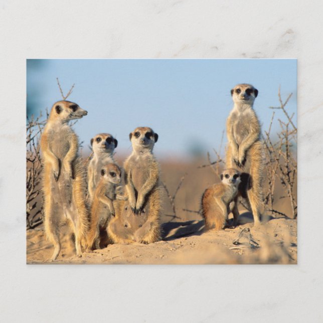 A Suricate family sunning themselves at their den Postcard (Front)