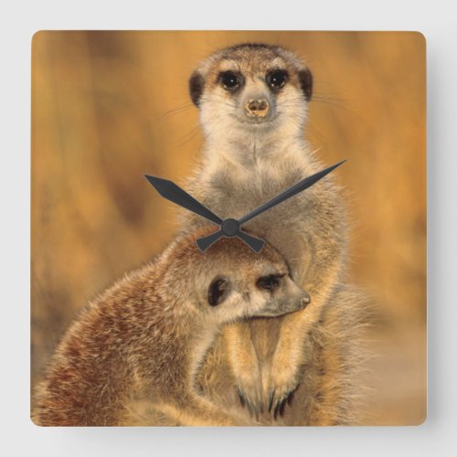 A Suricate mother and young interacting Square Wall Clock