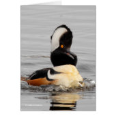 A Surprised Hooded Merganser (Front)