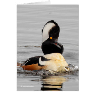 A Surprised Hooded Merganser Cards