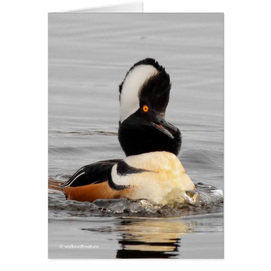A Surprised Hooded Merganser Cards (Front)
