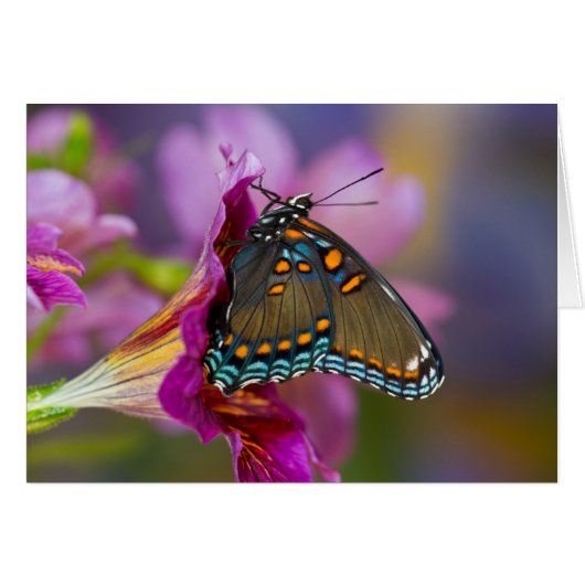 A Swallowtail Butterfly (Front Horizontal)