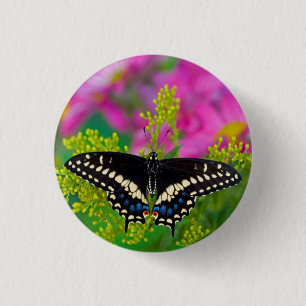 A Swallowtail-Butterfly Landing Button