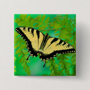 A Swallowtail Butterfly Landing Button