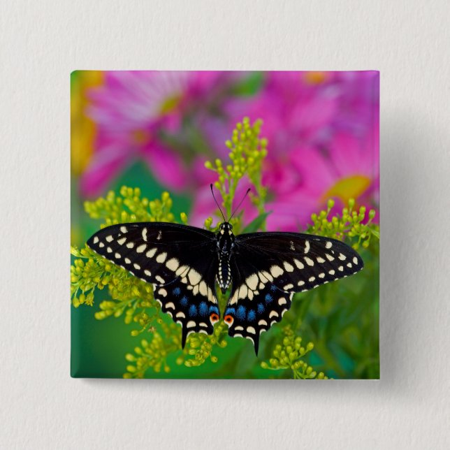 A Swallowtail-Butterfly Landing Button (Front)