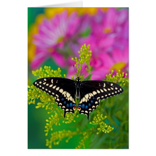 A Swallowtail-Butterfly Landing Cards (Front)