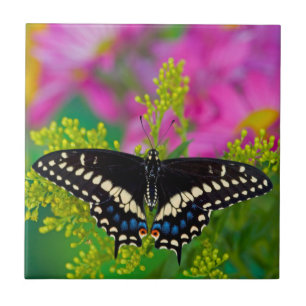 A Swallowtail-Butterfly Landing Ceramic Tile