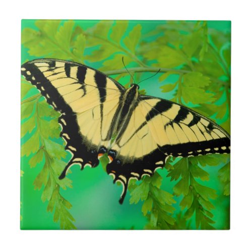 A Swallowtail Butterfly Landing Ceramic Tile