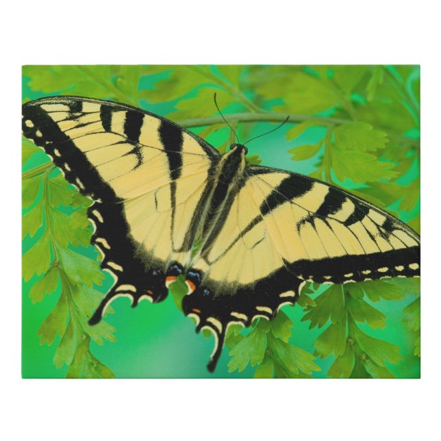 A Swallowtail Butterfly Landing Faux Canvas Print (Front)
