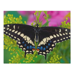 A Swallowtail-Butterfly Landing Faux Canvas Print