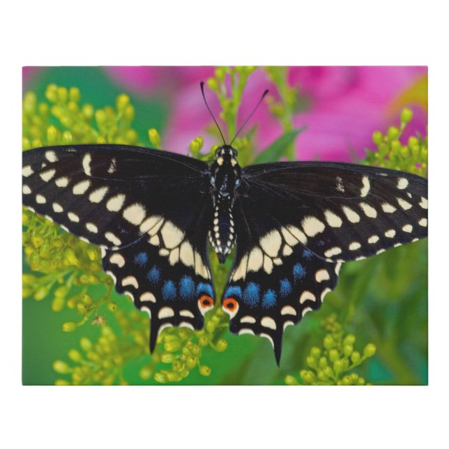 A Swallowtail-Butterfly Landing Faux Canvas Print (Front)