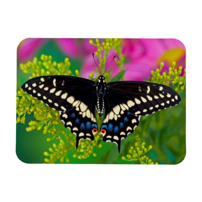 A Swallowtail-Butterfly Landing Magnet (Horizontal)