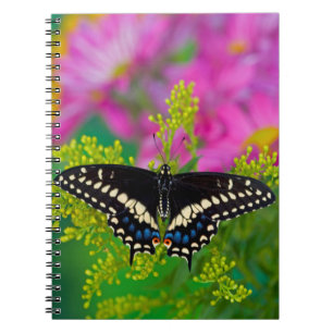 A Swallowtail-Butterfly Landing Notebook