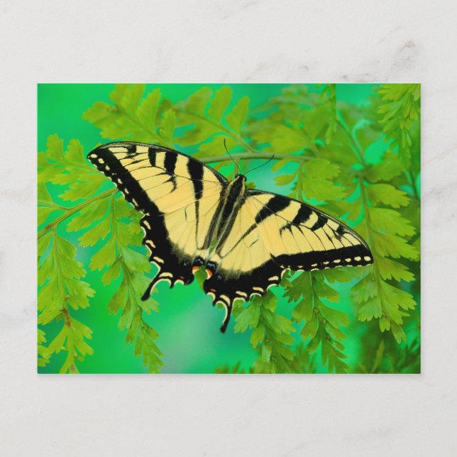 A Swallowtail Butterfly Landing Postcard (Front)