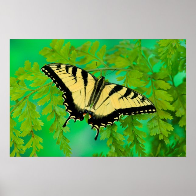 A Swallowtail Butterfly Landing Poster (Front)