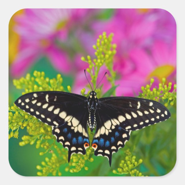 A Swallowtail-Butterfly Landing Square Sticker (Front)