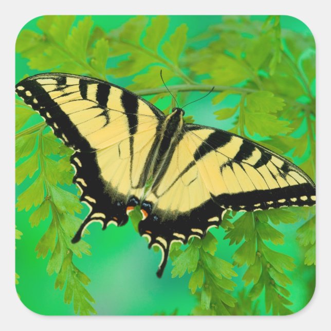 A Swallowtail Butterfly Landing Square Sticker (Front)