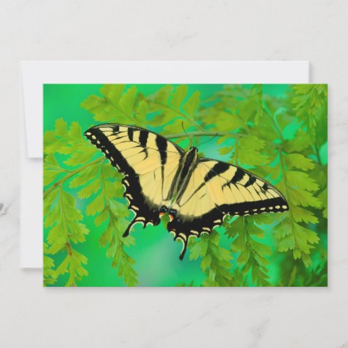 A Swallowtail Butterfly Landing Thank You Card