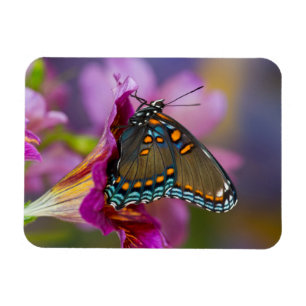 A Swallowtail Butterfly Magnet