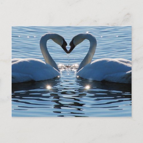 A Swan Heart Kiss Reflections of Love Postcard