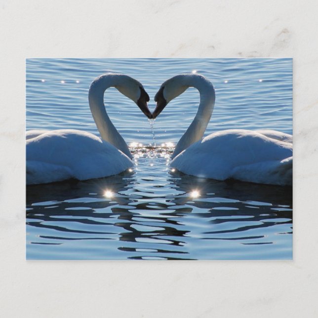 A Swan Heart Kiss, Reflections of Love Postcard (Front)