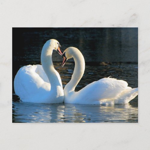 A Swan Heart Kiss Reflections of Love Postcard