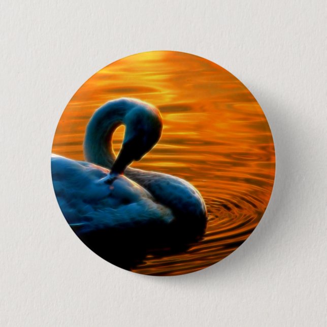 A Swan Taking a Last Minute Swim at Sunset Pinback Button (Front)