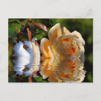 A Swans Rose Postcard