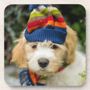 A Sweet Cavachon Puppy In A Winter Hat And Scarf Drink Coaster