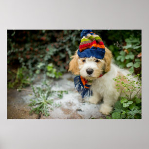 A Sweet Cavachon Puppy In A Winter Hat And Scarf Poster