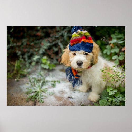 A Sweet Cavachon Puppy In A Winter Hat And Scarf Poster