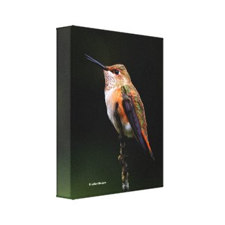 A Sweet Rufous Hummingbird Poses on the Fruit Tree Canvas Print
